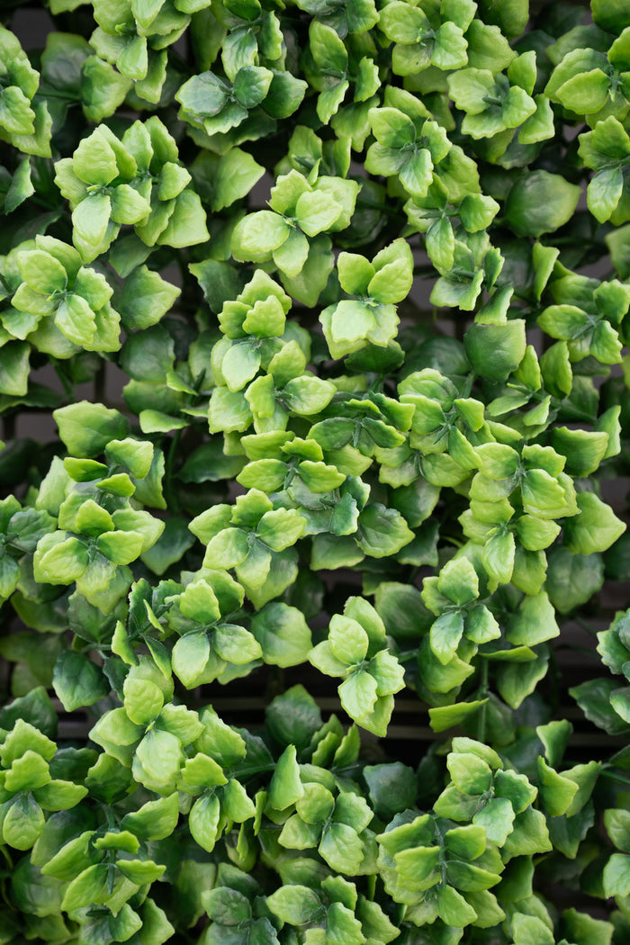 4' x 8' Enduraleaf Pachysandra Panel