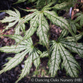 Trees ~ Acer palmatum 'First Ghost', Japanese Maple ~ Dancing Oaks Nursery and Gardens ~ Retail Nursery ~ Mail Order Nursery