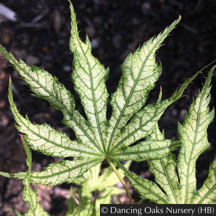 Trees ~ Acer palmatum 'First Ghost', Japanese Maple ~ Dancing Oaks Nursery and Gardens ~ Retail Nursery ~ Mail Order Nursery