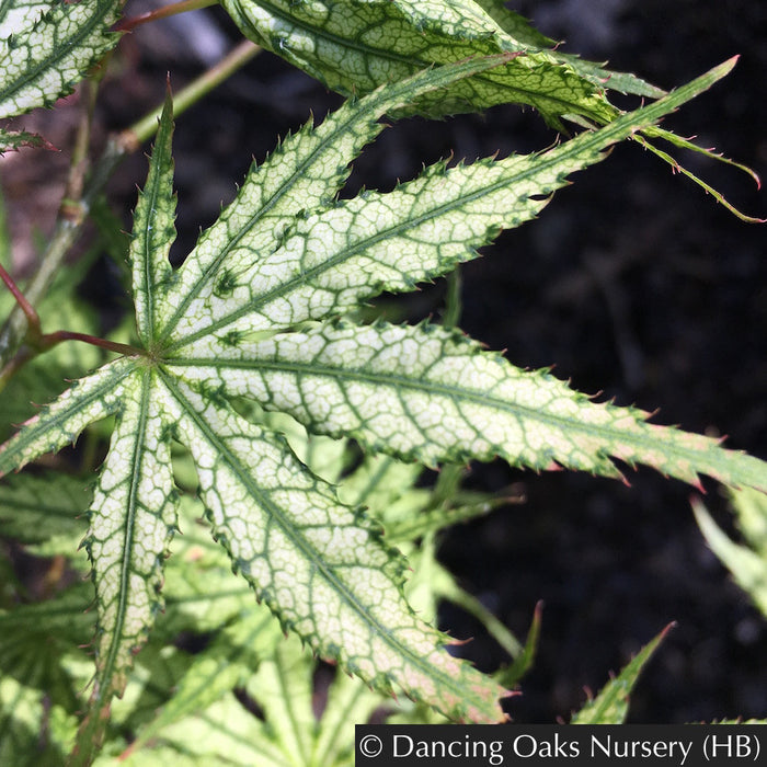 Trees ~ Acer palmatum 'First Ghost', Japanese Maple ~ Dancing Oaks Nursery and Gardens ~ Retail Nursery ~ Mail Order Nursery