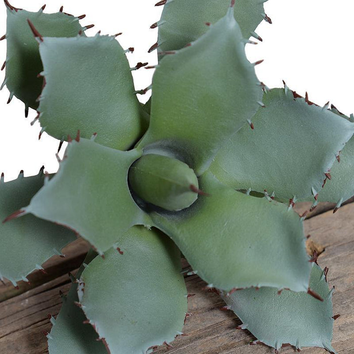 Succulent Pick, Agave Parrasanna - New Growth Designs