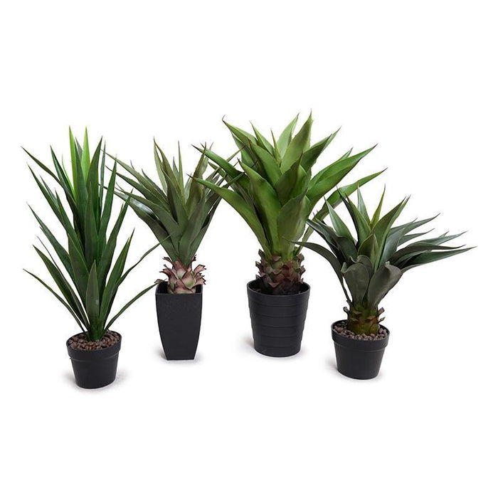 Agave Americana Plant in Tall Round Pot, 32"H - New Growth Designs