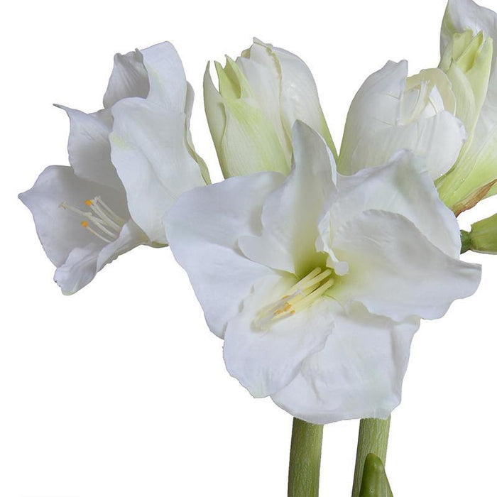 Amaryllis in Terracotta 22"H