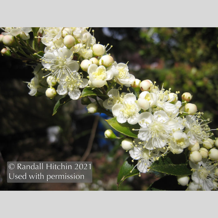 Trees ~ Amomyrtus aff. meli RCH383, Meli ~ Dancing Oaks Nursery and Gardens ~ Retail Nursery ~ Mail Order Nursery