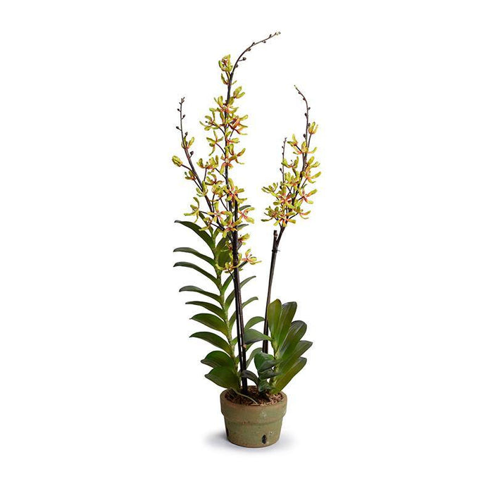 Lifelike Wholesale Aranda Orchid Flower Arrangement Green-Red in Terracotta Pot Indoor 40 Inches Tall - New Growth Designs