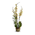 Lifelike Wholesale Aranda Orchid Flower Arrangement Green-Red in Terracotta Pot Indoor 40 Inches Tall - New Growth Designs