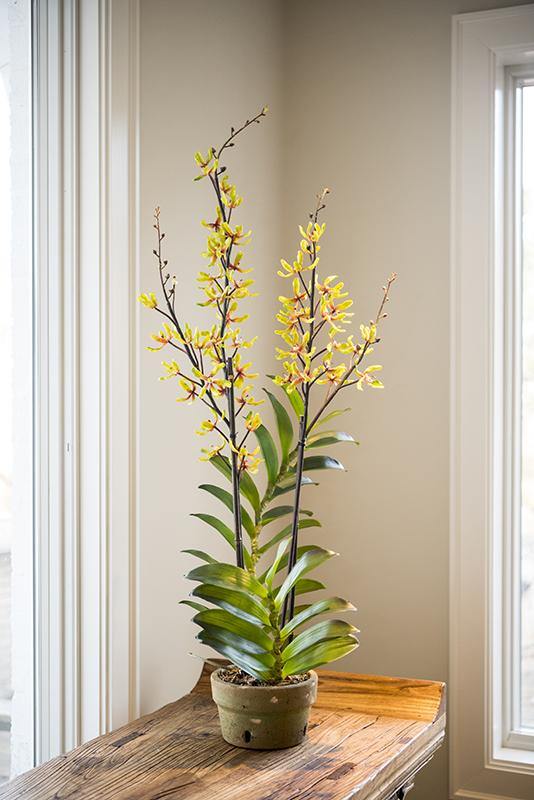 Aranda Orchid in Terracotta - Green-Red - New Growth Designs