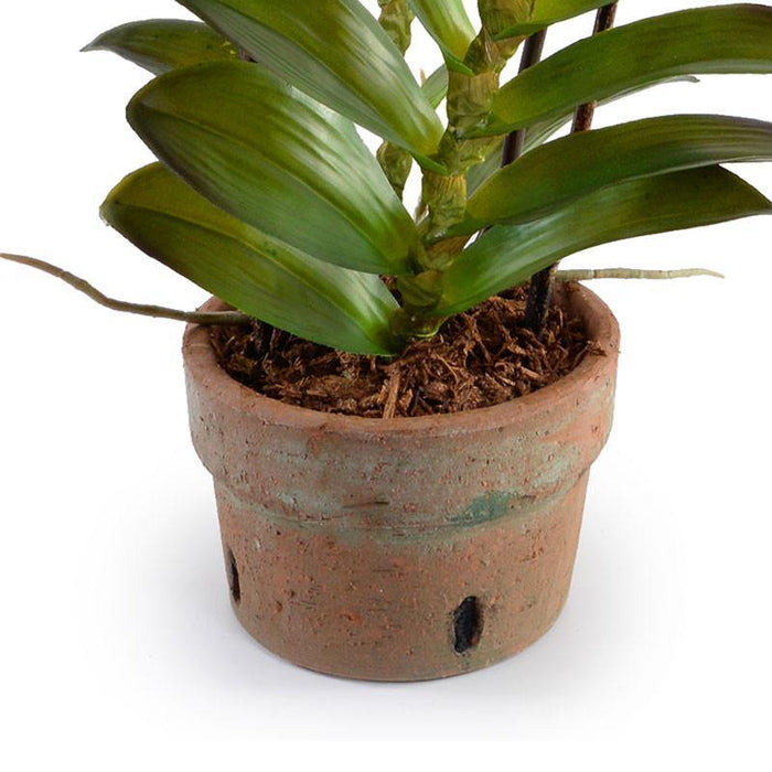 Aranda Orchids in Terracotta 40"H