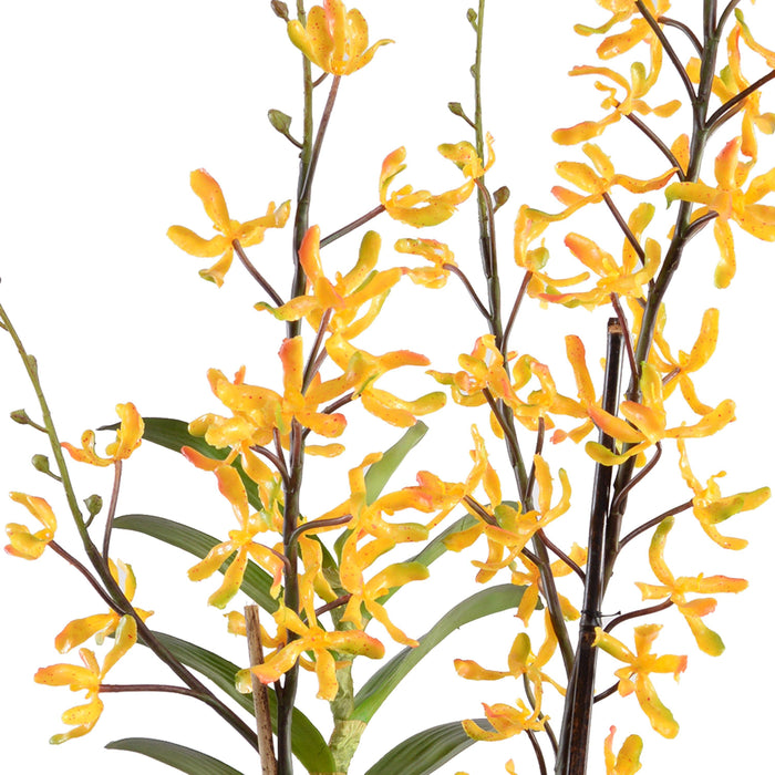 Aranda Orchids in Terracotta 40"H