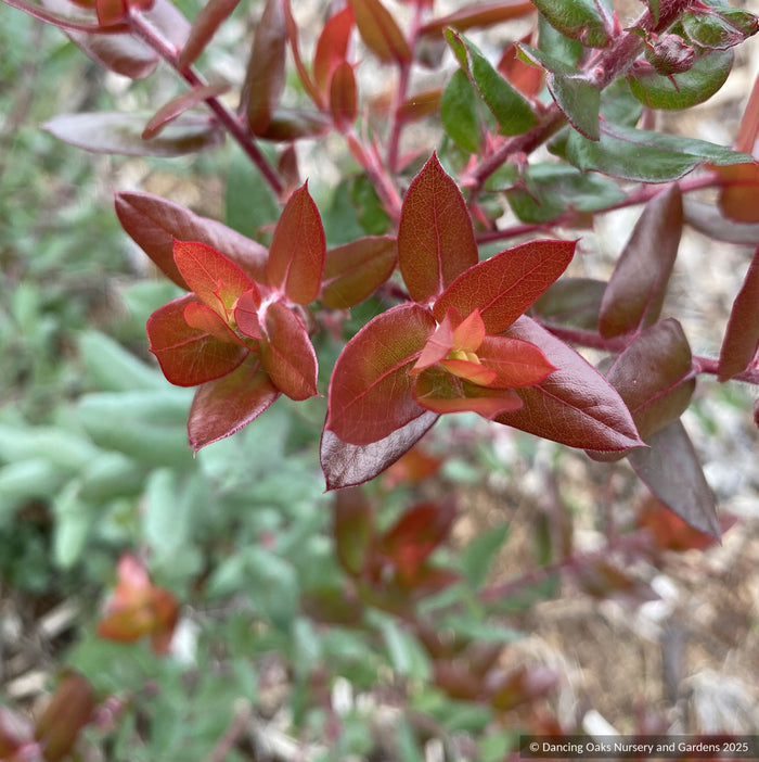 Shrubs ~ Arctostaphylos pajaroenis 'Paradise', Pajaro Manzanita ~ Dancing Oaks Nursery and Gardens ~ Retail Nursery ~ Mail Order Nursery