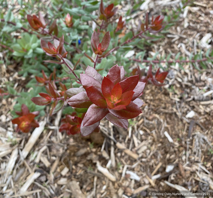 Shrubs ~ Arctostaphylos pajaroenis 'Paradise', Pajaro Manzanita ~ Dancing Oaks Nursery and Gardens ~ Retail Nursery ~ Mail Order Nursery