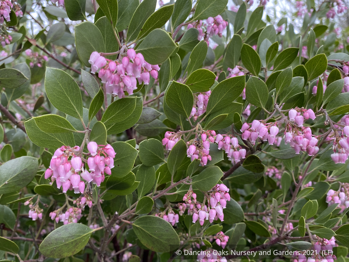 Shrubs ~ Arctostaphylos x 'Monica', Monica Manzanita ~ Dancing Oaks Nursery and Gardens ~ Retail Nursery ~ Mail Order Nursery