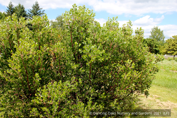 Shrubs ~ Arctostaphylos x 'Monica', Monica Manzanita ~ Dancing Oaks Nursery and Gardens ~ Retail Nursery ~ Mail Order Nursery