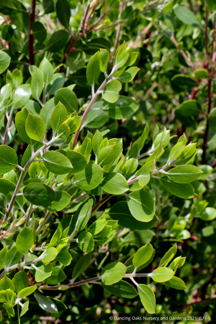 Shrubs ~ Arctostaphylos x 'Monica', Monica Manzanita ~ Dancing Oaks Nursery and Gardens ~ Retail Nursery ~ Mail Order Nursery