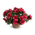 Luxury Wholesale Artificial Azalea Bush Beauty-Red in Terracotta Pot Indoor 14 Inches Tall - New Growth Designs