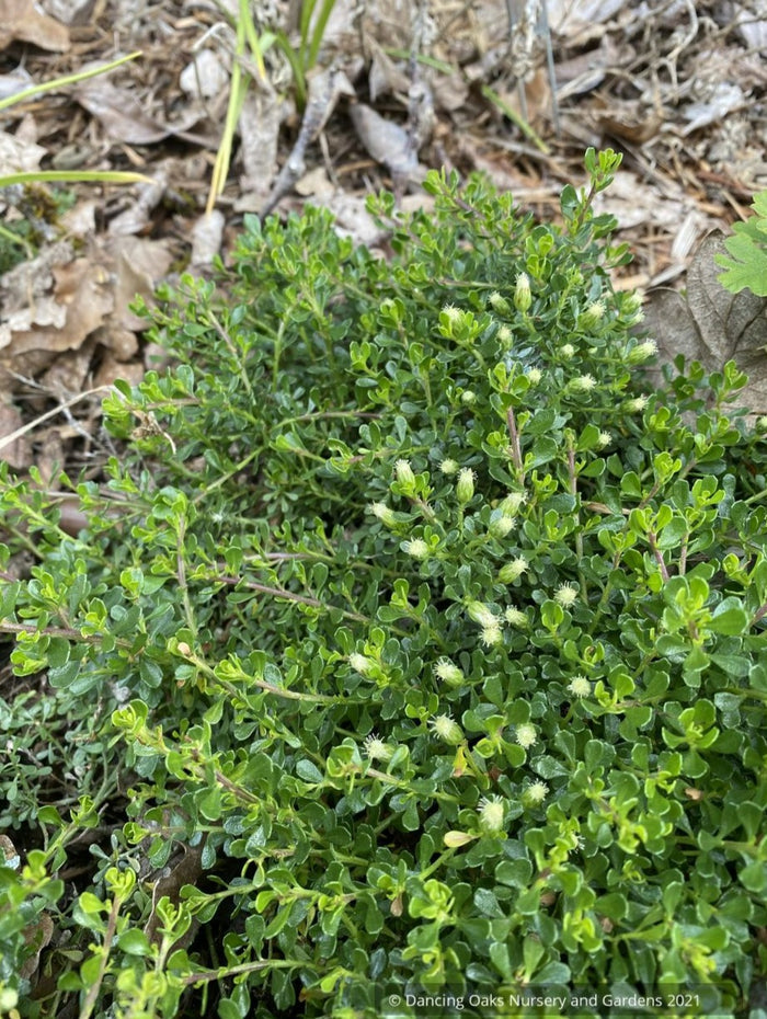 Baccharis magellanica (syn. B. tricuneata), Christmas Bush/Inca Gem