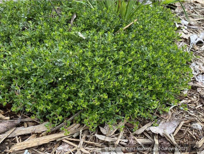 Baccharis magellanica (syn. B. tricuneata), Christmas Bush/Inca Gem