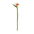 Bird of Paradise - New Growth Designs