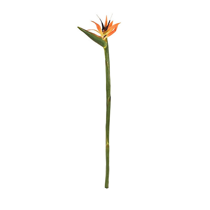 Bird of Paradise - New Growth Designs