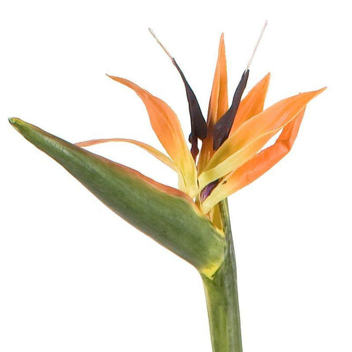 Bird of Paradise, 35" L - New Growth Designs