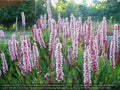 Perennials ~ Persicaria affinis (syn. Bistorta affinis, Polygonum affine), East Indian Knotweed ~ Dancing Oaks Nursery and Gardens ~ Retail Nursery ~ Mail Order Nursery