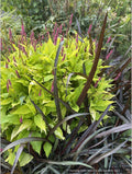 Perennials ~ Persicaria amplexicaulis 'Golden Arrow', Red Bistort or Mountain Fleece ~ Dancing Oaks Nursery and Gardens ~ Retail Nursery ~ Mail Order Nursery