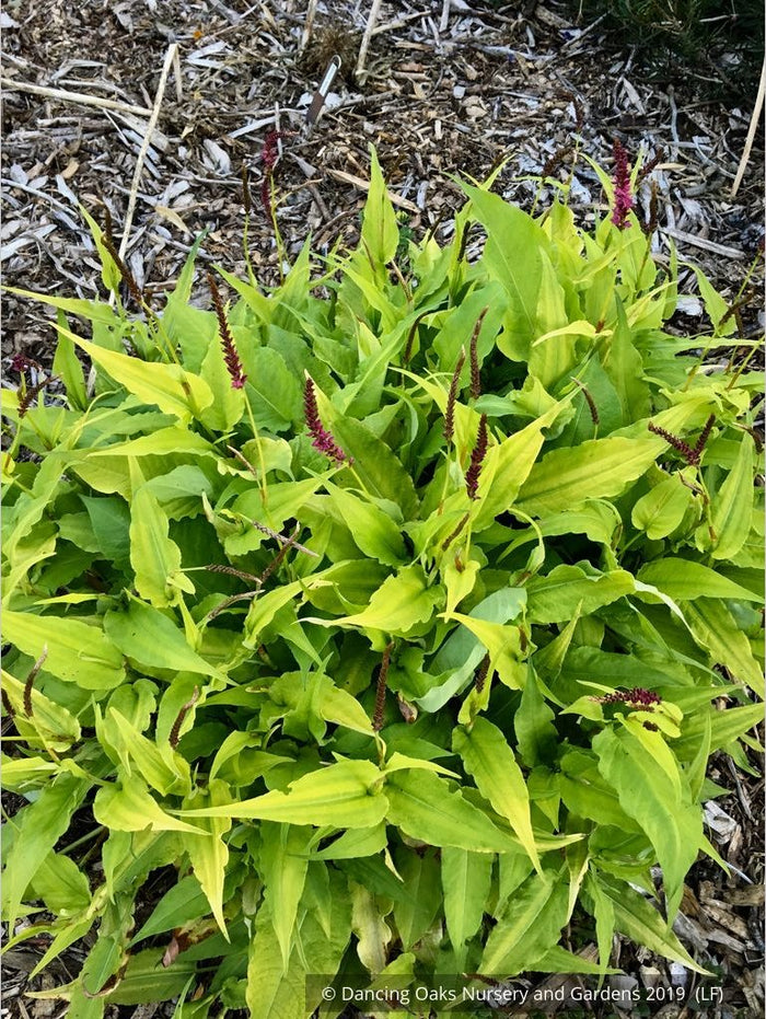 Perennials ~ Persicaria amplexicaulis 'Golden Arrow', Red Bistort or Mountain Fleece ~ Dancing Oaks Nursery and Gardens ~ Retail Nursery ~ Mail Order Nursery