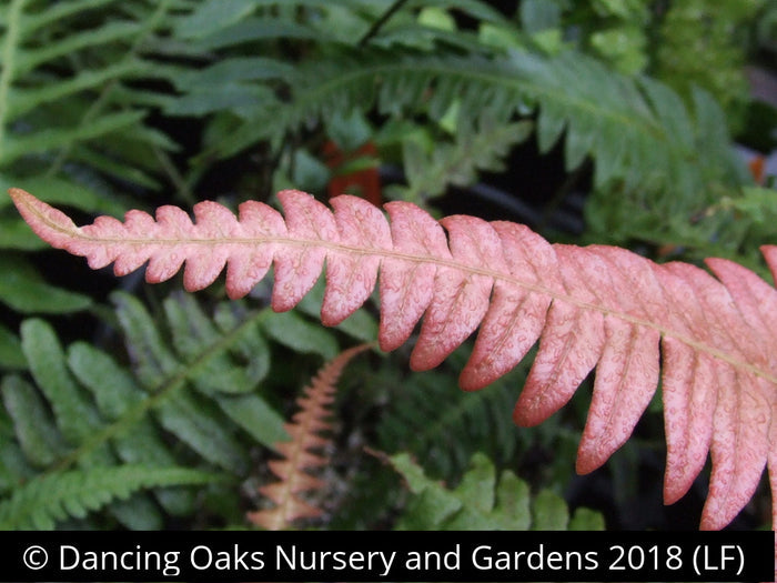 Ferns ~ Blechnum occidentale, Hammock Fern ~ Dancing Oaks Nursery and Gardens ~ Retail Nursery ~ Mail Order Nursery
