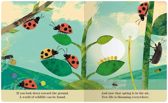Bugs: A Peek Through Picture Book