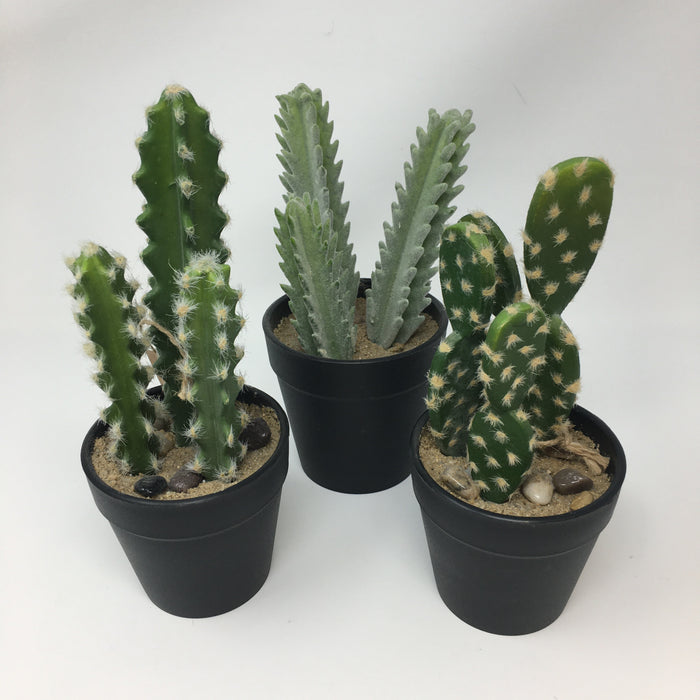 Cactus Potted Succulent — Opportunities Inc.