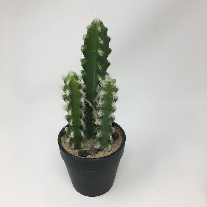 Cactus Potted Succulent — Opportunities Inc., view 2