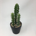 Cactus Potted Succulent — Opportunities Inc., view 2