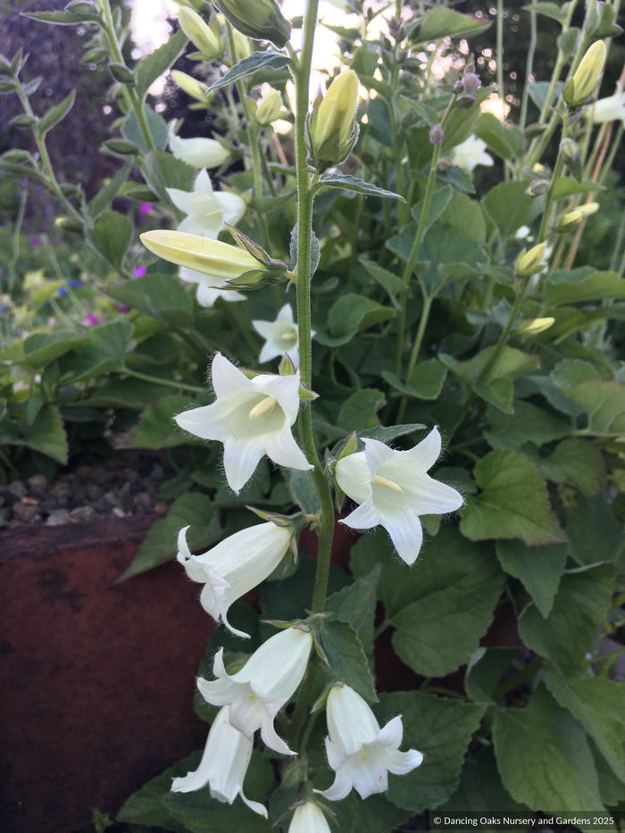 Perennials ~ Campanula dolomitica, Bellflower ~ Dancing Oaks Nursery and Gardens ~ Retail Nursery ~ Mail Order Nursery