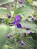 Caryopteris (syn. Tripora) divaricata 'Blue Bonnets', bluebeard