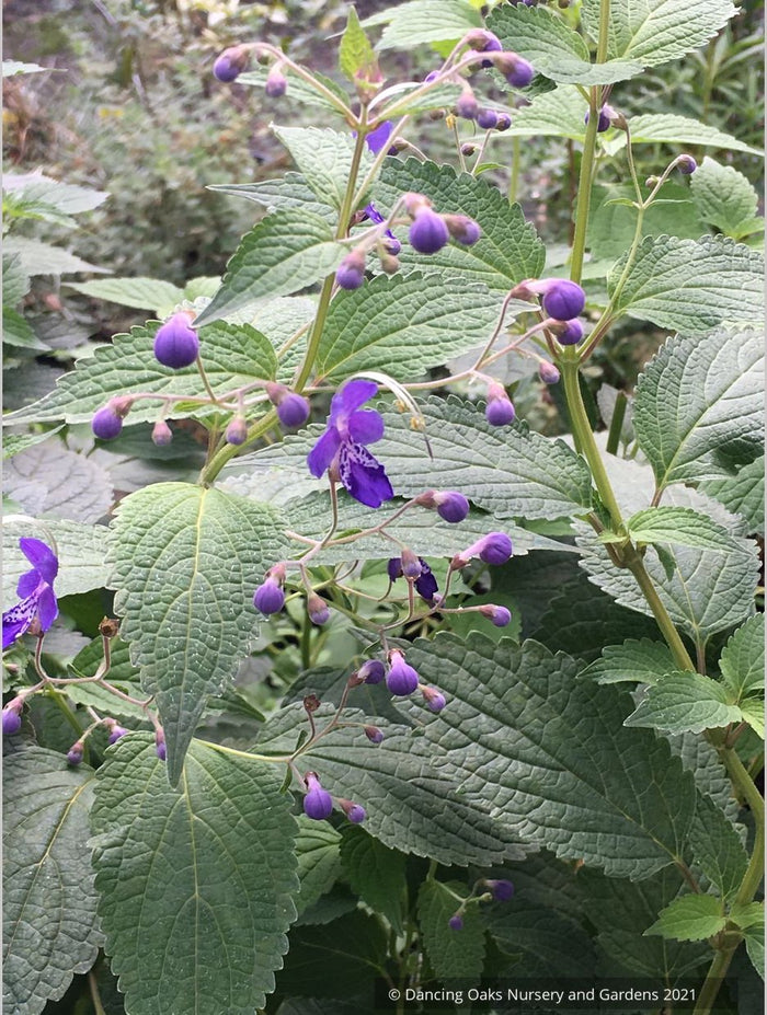 Caryopteris (syn. Tripora) divaricata 'Blue Bonnets', bluebeard