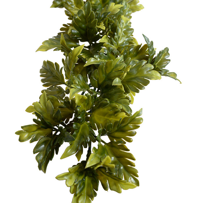 Coleus Vine 6'
