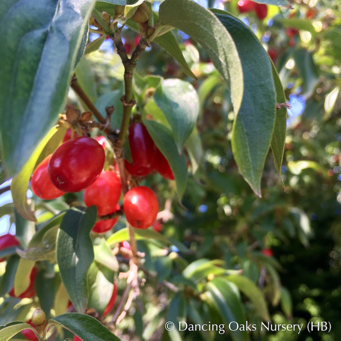 Trees ~ Cornus mas, Cornelian Cherry Dogwood ~ Dancing Oaks Nursery and Gardens ~ Retail Nursery ~ Mail Order Nursery