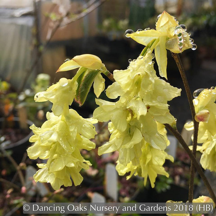 Shrubs ~ Corylopsis glabrescens 'Longwood Chimes', Winter Hazel ~ Dancing Oaks Nursery and Gardens ~ Retail Nursery ~ Mail Order Nursery
