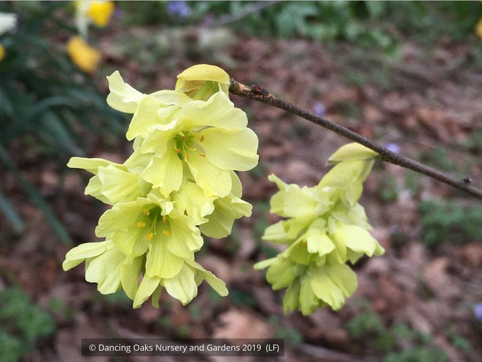 Shrubs ~ Corylopsis glabrescens 'Longwood Chimes', Winter Hazel ~ Dancing Oaks Nursery and Gardens ~ Retail Nursery ~ Mail Order Nursery