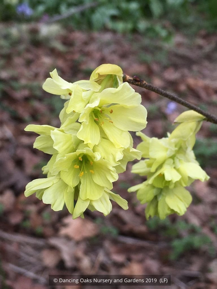 Shrubs ~ Corylopsis glabrescens 'Longwood Chimes', Winter Hazel ~ Dancing Oaks Nursery and Gardens ~ Retail Nursery ~ Mail Order Nursery