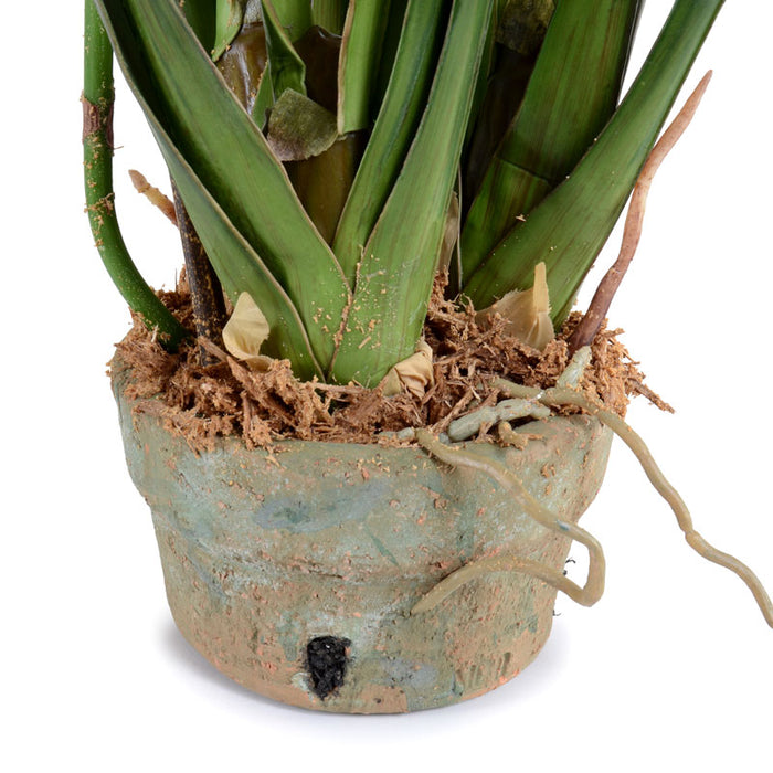 Cymbidium Orchid in Terracotta 29"H