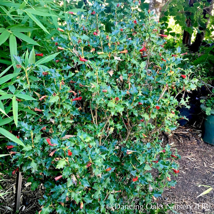 Perennials ~ Desfontainia spinosa, Chilean Holly ~ Dancing Oaks Nursery and Gardens ~ Retail Nursery ~ Mail Order Nursery