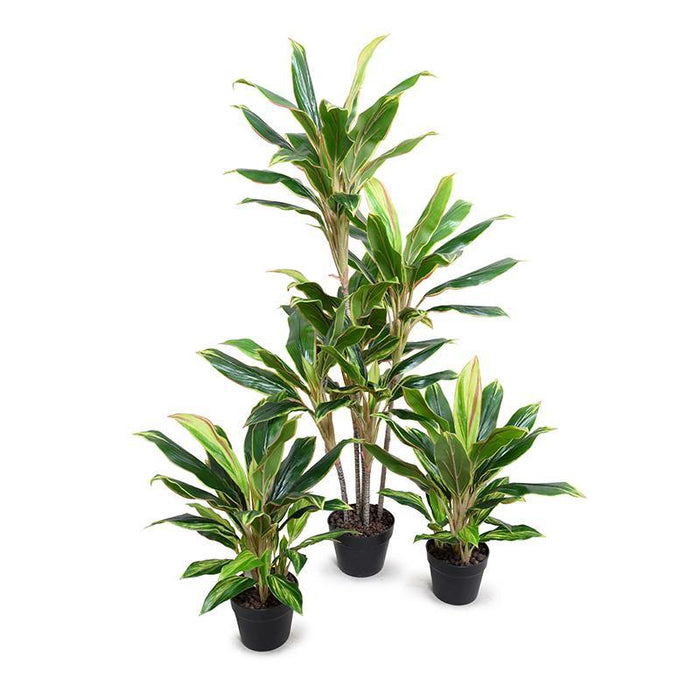 Dracaena Plant