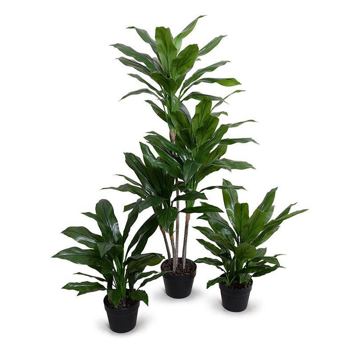 Dracaena in Round Pot, 22"H - New Growth Designs