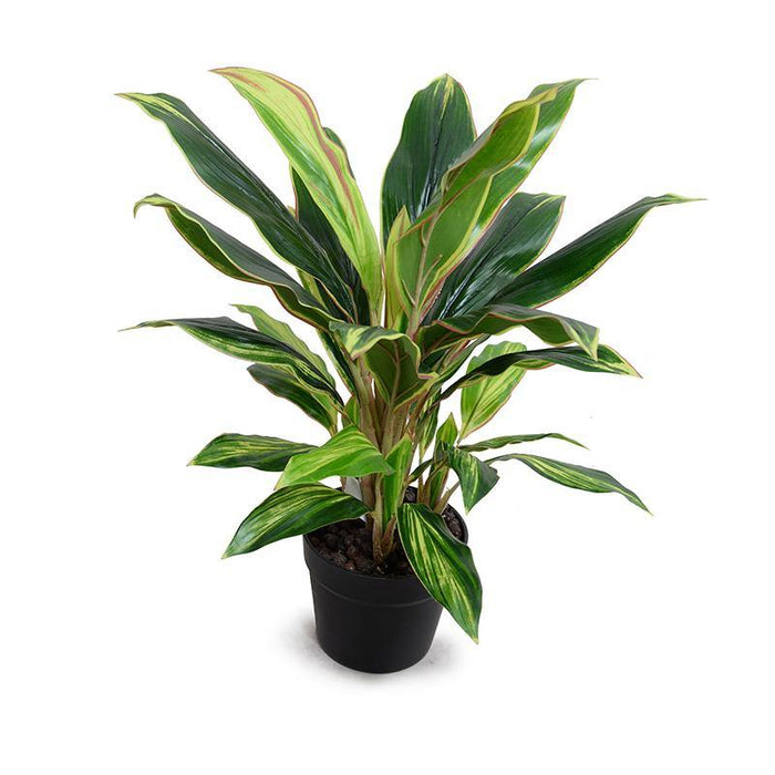 Dracaena Plant