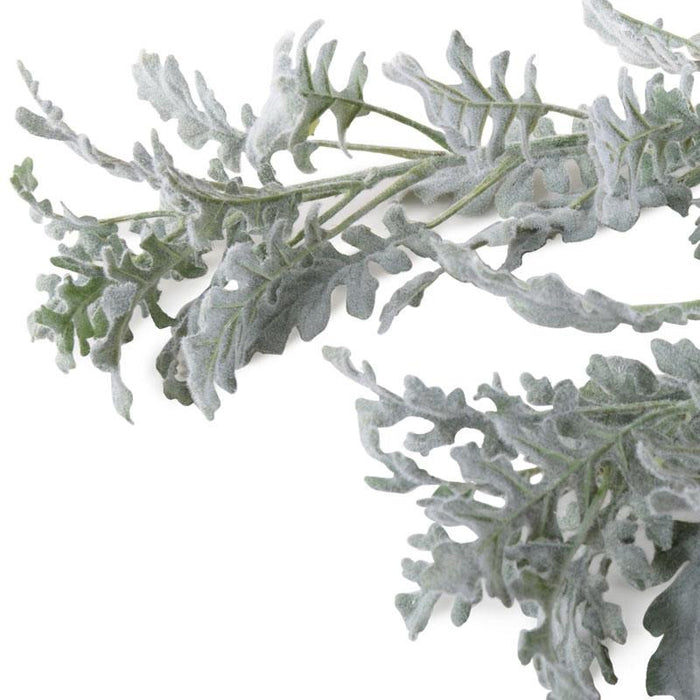 Dusty Miller Spray, 30" L