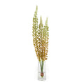 Eremurus Stems in Glass 29" H