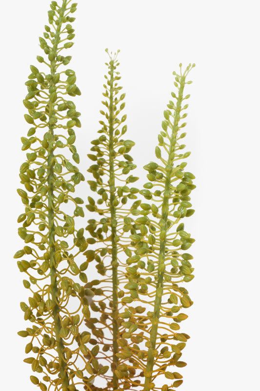 Eremurus Stems in Glass 29" H