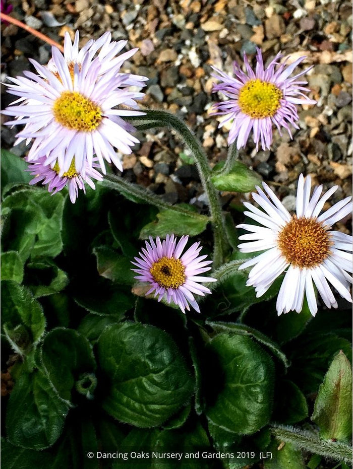 Perennials ~ Erigeron pulchellus 'Meadow Muffin' ~ Dancing Oaks Nursery and Gardens ~ Retail Nursery ~ Mail Order Nursery