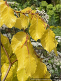 Trees ~ Fagus sylvatica 'Aurea Pendula', Golden Weeping European Beech ~ Dancing Oaks Nursery and Gardens ~ Retail Nursery ~ Mail Order Nursery
